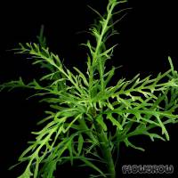 Hygrophila odora - Duftender Wasserfreund - Flowgrow Wasserpflanzen-Datenbank