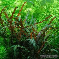 Hygrophila pinnatifida - Fiederspaltiger Wasserfreund - Flowgrow Wasserpflanzen-Datenbank