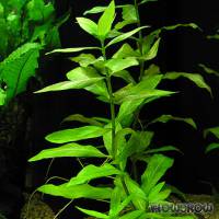 Hygrophila polysperma - Indischer Wasserfreund - Flowgrow Wasserpflanzen-Datenbank