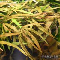 Hygrophila polysperma ''Ceylon'' - Flowgrow Wasserpflanzen-Datenbank