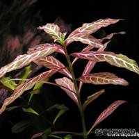 Hygrophila polysperma 'Sunset' ('Rosanervig') - ’Sunset’-Wasserfreund - Flowgrow Wasserpflanzen-Datenbank
