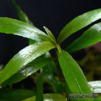 Hygrophila salicifolia - Weidenblättriger Wasserfreund - Flowgrow Wasserpflanzen-Datenbank