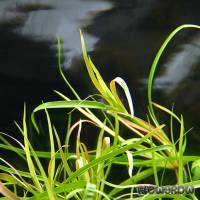 Juncus repens - Kriechende Binse - Flowgrow Wasserpflanzen-Datenbank