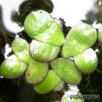 Landoltia punctata - Punktierte Wasserlinse - Flowgrow Wasserpflanzen-Datenbank