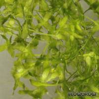 Lemna trisulca - Dreifurchige Wasserlinse - Flowgrow Wasserpflanzen-Datenbank