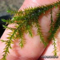 Leptodictyum riparium - Ufermoos - Flowgrow Wasserpflanzen-Datenbank