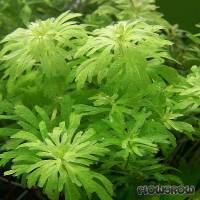 Limnophila barteri - Barters Sumpffreund - Flowgrow Wasserpflanzen-Datenbank