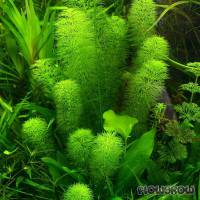 Limnophila indica - Indischer Sumpffreund - Flowgrow Wasserpflanzen-Datenbank