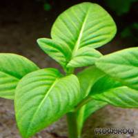 Limnophila rugosa - Runzliger Sumpffreund - Flowgrow Wasserpflanzen-Datenbank