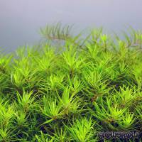 Limnophila sp. "Vietnam" - Flowgrow Wasserpflanzen-Datenbank