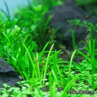 Littorella uniflora - Strandling - Flowgrow Wasserpflanzen-Datenbank