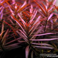 Ludwigia arcuata - Schmalblättrige Ludwigie - Flowgrow Wasserpflanzen-Datenbank