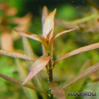 Ludwigia brevipes - Kurzstielige Ludwigie - Flowgrow Wasserpflanzen-Datenbank