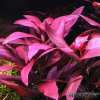 Ludwigia glandulosa - Rote Sternludwigie - Flowgrow Wasserpflanzen-Datenbank