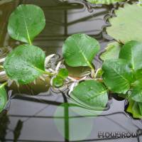 Ludwigia helminthorrhiza - Flowgrow Wasserpflanzen-Datenbank