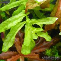 Ludwigia inclinata "Green" - Flowgrow Wasserpflanzen-Datenbank
