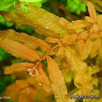 Ludwigia inclinata "Red" - Flowgrow Wasserpflanzen-Datenbank