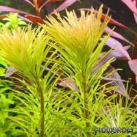 Ludwigia inclinata var. verticillata "Araguaia" - Flowgrow Wasserpflanzen-Datenbank