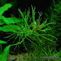 Ludwigia inclinata var. verticillata 'Curly' - Flowgrow Wasserpflanzen-Datenbank