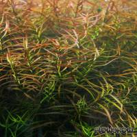 Ludwigia × lacustris - See-Ludwigie - Flowgrow Wasserpflanzen-Datenbank