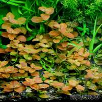 Ludwigia ovalis - Japan-Ludwigie - Flowgrow Wasserpflanzen-Datenbank