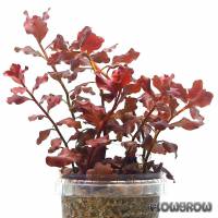 Ludwigia ovalis 'Pink' - Flowgrow Wasserpflanzen-Datenbank