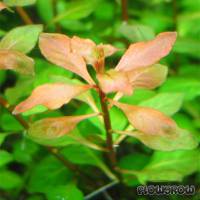 Ludwigia palustris - Sumpf-Heusenkraut - Flowgrow Wasserpflanzen-Datenbank