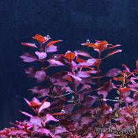 Ludwigia palustris "Super Red" - Kleine Tiefrote Ludwigie - Flowgrow Wasserpflanzen-Datenbank