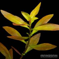 Ludwigia repens × arcuata - Schmalblättrige Bastardludwigie - Flowgrow Wasserpflanzen-Datenbank