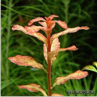 Ludwigia senegalensis - Senegal-Ludwigie - Flowgrow Wasserpflanzen-Datenbank