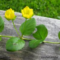 Lysimachia nummularia - Pfennigkraut - Flowgrow Wasserpflanzen-Datenbank