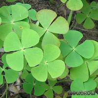 Marsilea crenata - Zwergkleefarn - Flowgrow Wasserpflanzen-Datenbank