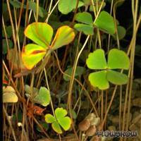 Marsilea drummondii - Drummonds Kleefarn - Flowgrow Wasserpflanzen-Datenbank