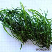 Microsorum pteropus "Needle Leaf" - Flowgrow Wasserpflanzen-Datenbank