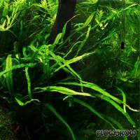 Microsorum pteropus "Taiwan" - Taiwan-Javafarn - Flowgrow Wasserpflanzen-Datenbank