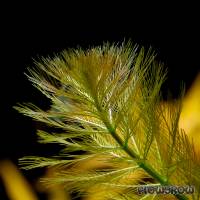 Myriophyllum aquaticum ("Normalform") - Brasilianisches Tausendblatt - Flowgrow Wasserpflanzen-Datenbank