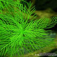 Myriophyllum mattogrossense - Mato-Grosso-Tausendblatt - Flowgrow Wasserpflanzen-Datenbank