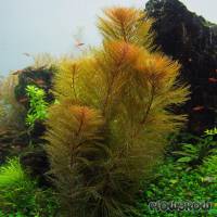 Myriophyllum sp. "Roraima" - Roraima-Tausendblatt - Flowgrow Wasserpflanzen-Datenbank