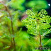 Myriophyllum spicatum - Ähriges Tausendblatt - Flowgrow Wasserpflanzen-Datenbank