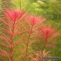 Myriophyllum tuberculatum - Rotes Tausendblatt - Flowgrow Wasserpflanzen-Datenbank