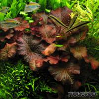 Nymphaea lotus 'rot' - Roter Tigerlotus - Flowgrow Wasserpflanzen-Datenbank
