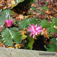 Nymphaea rubra - Rote Seerose - Flowgrow Wasserpflanzen-Datenbank