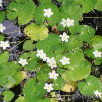 Nymphoides ezannoi - Ezannos Seekanne - Flowgrow Wasserpflanzen-Datenbank