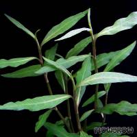 Persicaria hydropiperoides - Wasserpfeffer-ähnlicher Knöterich - Flowgrow Wasserpflanzen-Datenbank