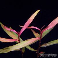 Persicaria sp. 'Kawagoeanum' - Flowgrow Wasserpflanzen-Datenbank