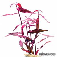 Persicaria sp. 'Sao Paulo' - Flowgrow Wasserpflanzen-Datenbank