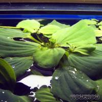 Pistia stratiotes - Muschelblume - Flowgrow Wasserpflanzen-Datenbank