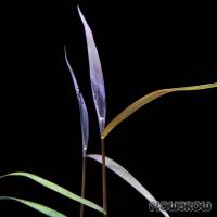 Poaceae sp. "Purple Bamboo" - Flowgrow Wasserpflanzen-Datenbank