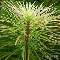 Pogostemon stellatus - Sternpflanze - Flowgrow Wasserpflanzen-Datenbank