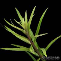 Pogostemon yatabeanus - Flowgrow Wasserpflanzen-Datenbank